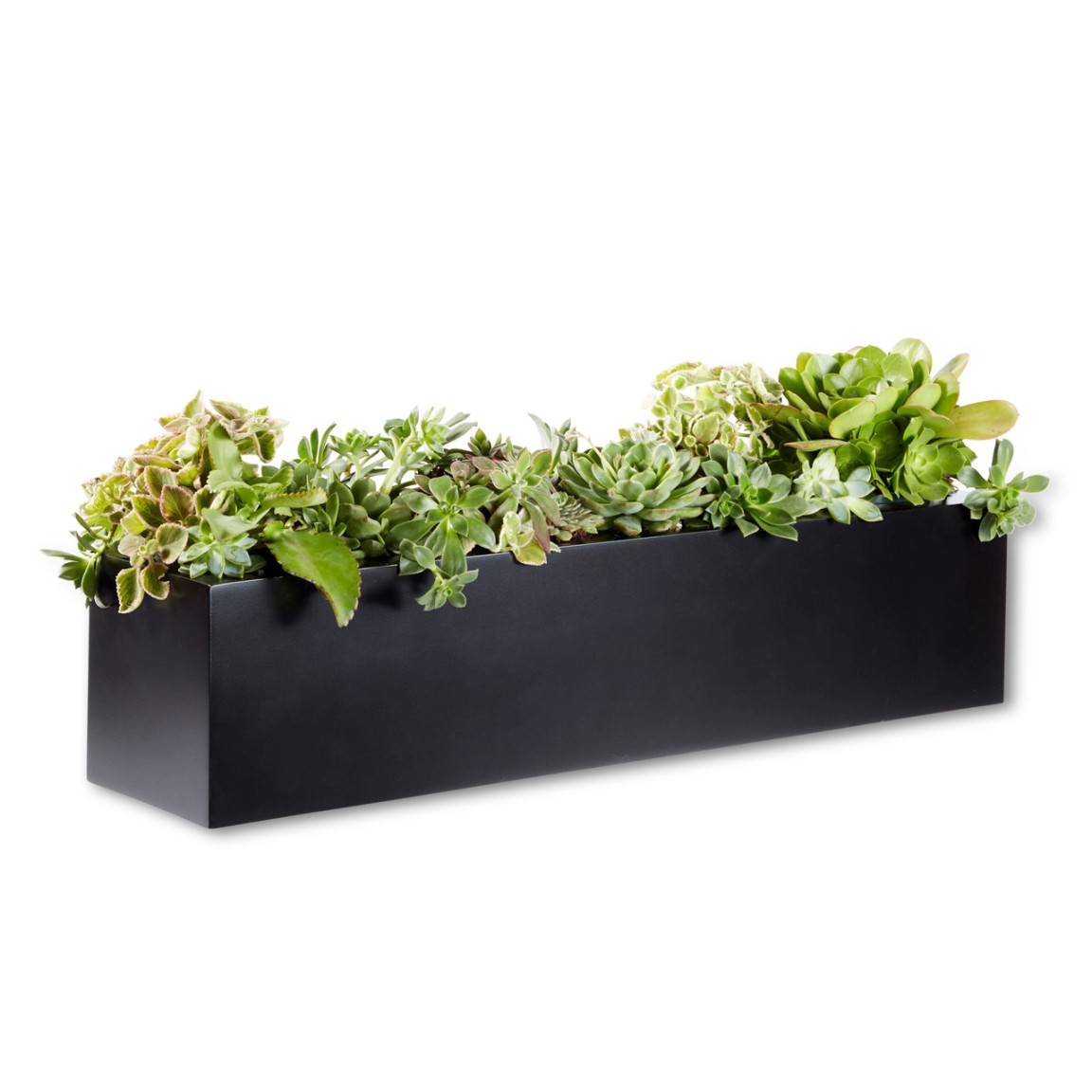 Black Window Boxes: A Stylish And Sustainable Choice