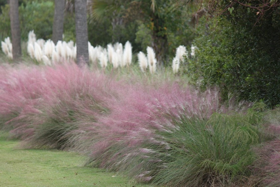 Ornamental Shade Grasses: A Guide