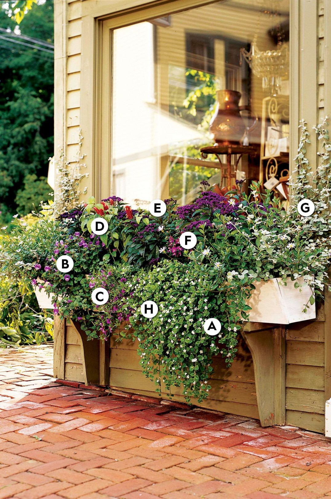 Cascading Flowers For Window Boxes: A Guide To Lush, Vertical Gardens