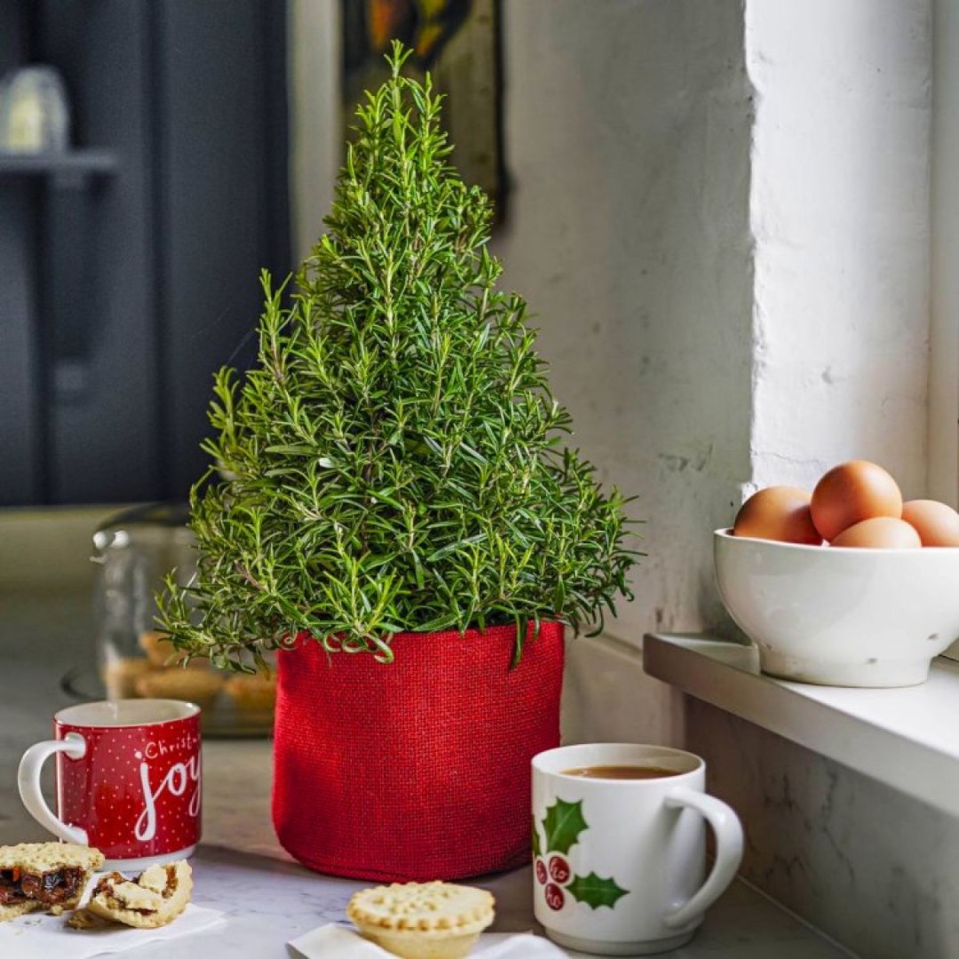 Rosemary Christmas Tree: A Fragrant Holiday Tradition