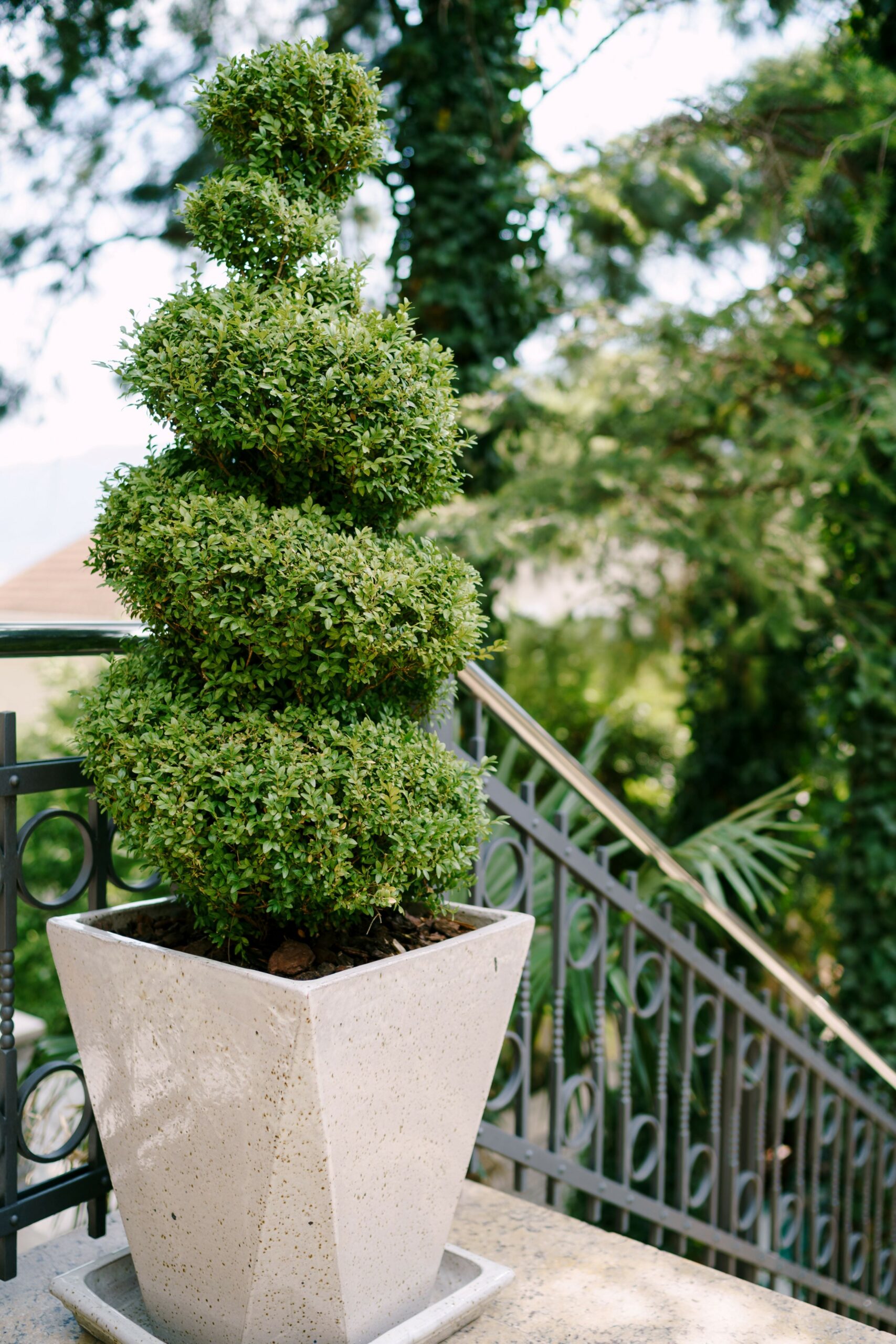 Real Topiary Trees: Nature’s Sculptures