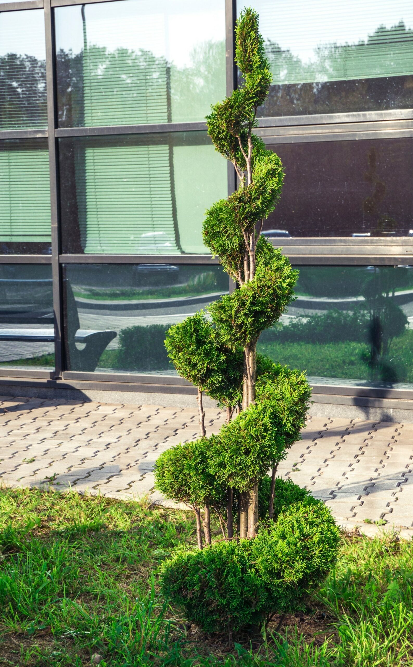 Topiary Trees: Nature’s Sculptures